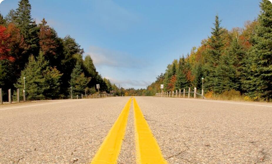 empty forest highway on a sunny day