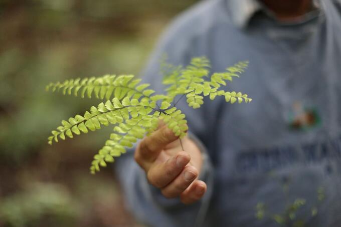 a hand holding a green leaf